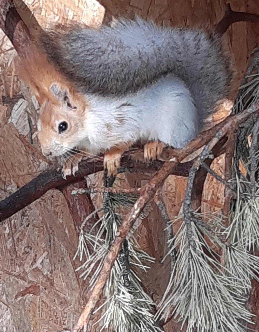Фото Гостевого дома Усадьба Кругловых Чепош 105