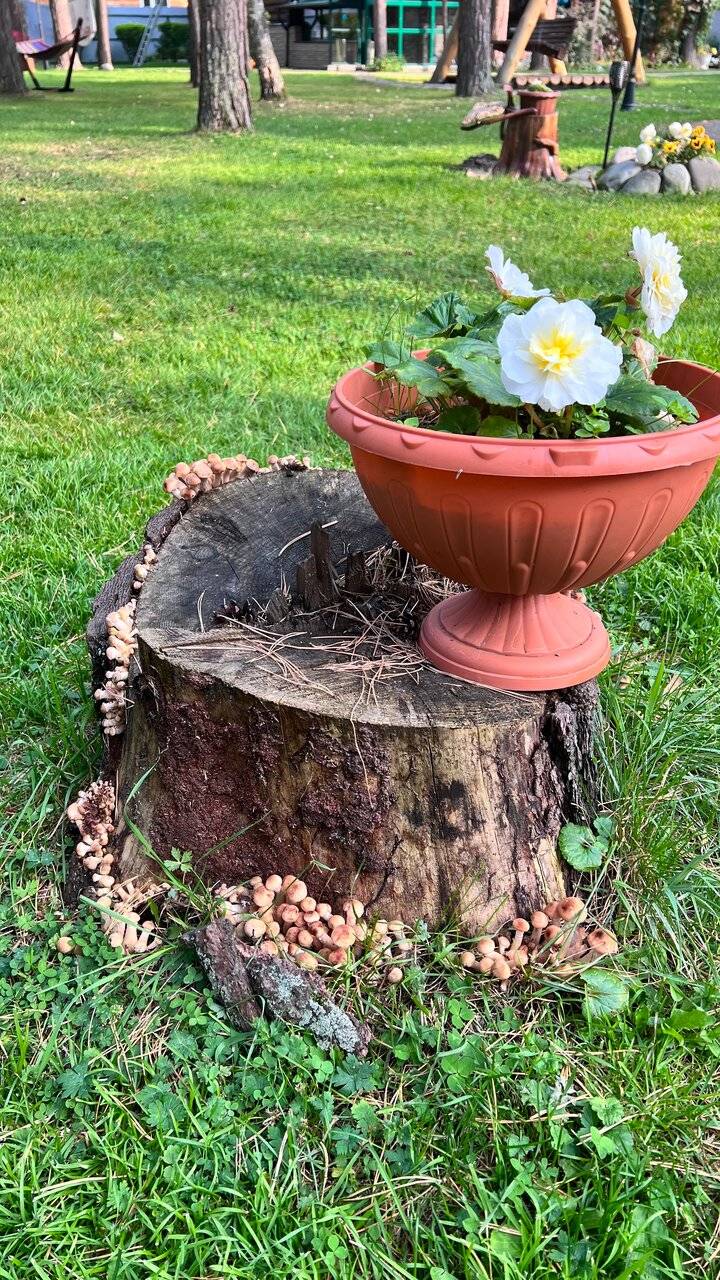 Фото Гостевого дома Усадьба Кругловых Чепош 81