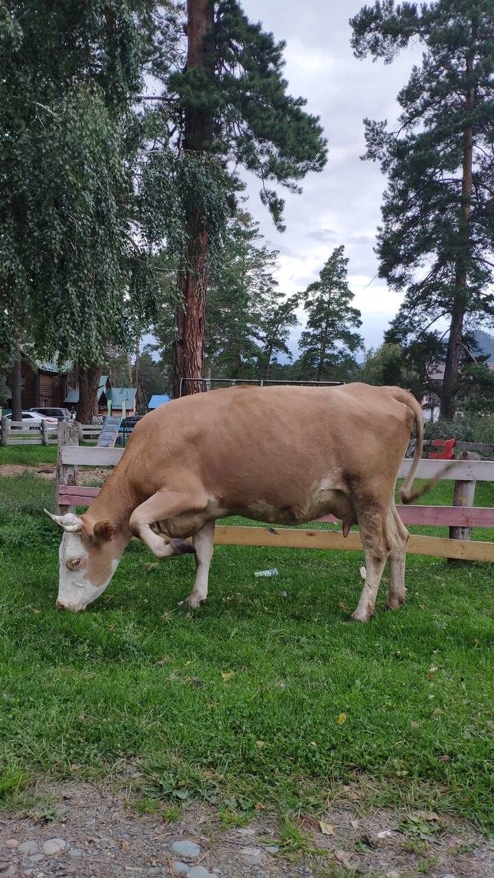 Фото Гостевого дома Усадьба Кругловых Чепош 60