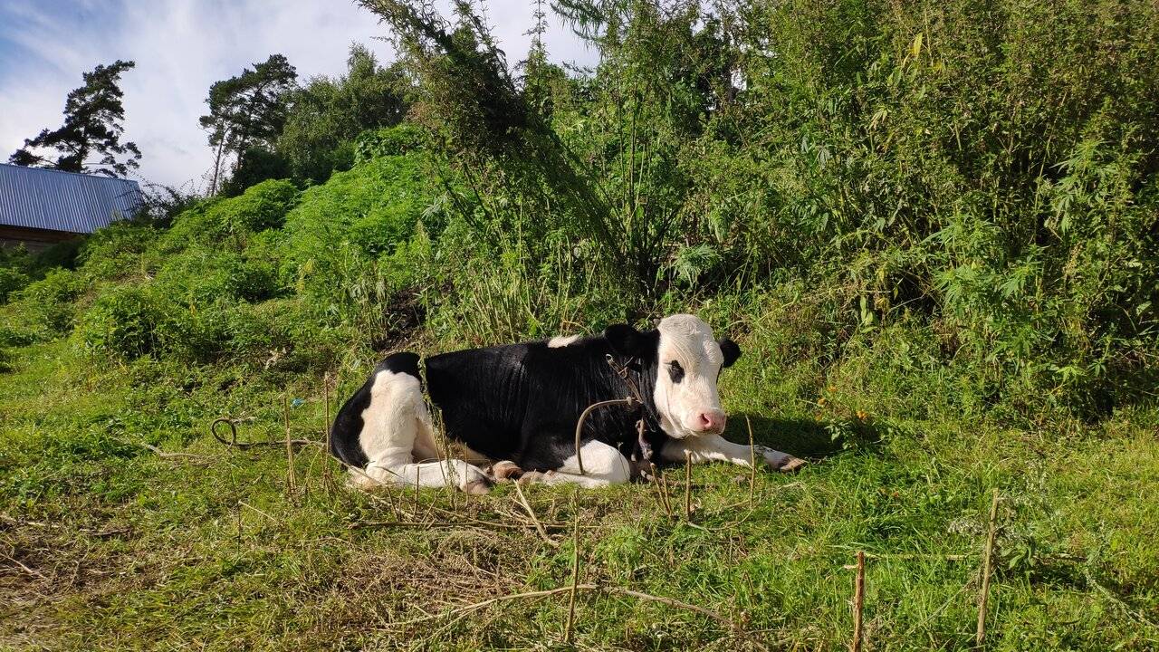 Фото Гостевого дома Усадьба Кругловых Чепош 82